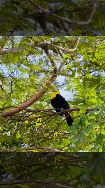 Un tucán en el bosque смотреть онлайн