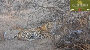 Leopard Mating | Panther Mating | तेंदुओ का संभोग @leopard