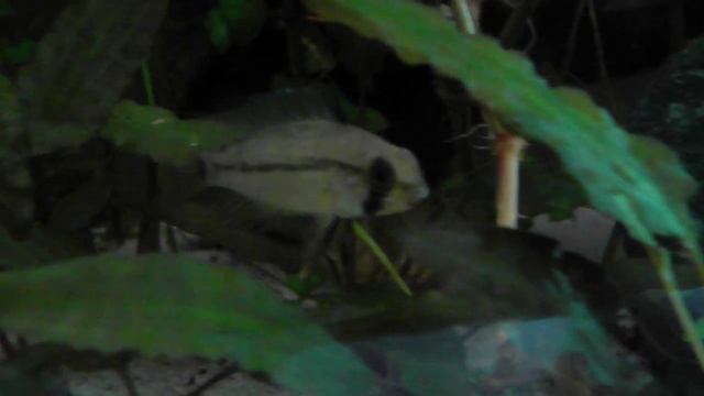 Apistogramma sp. daniel First Hour смотреть онлайн