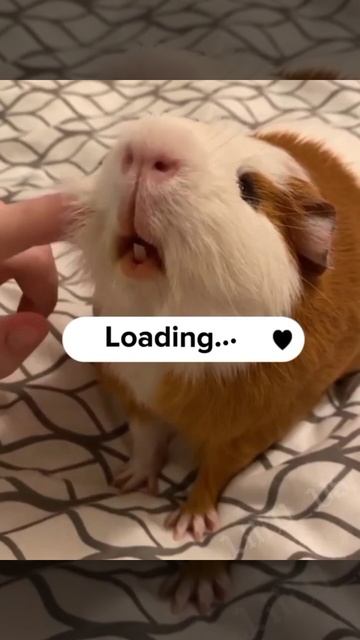 ну что угадала какая ты морская свинка? смотреть онлайн