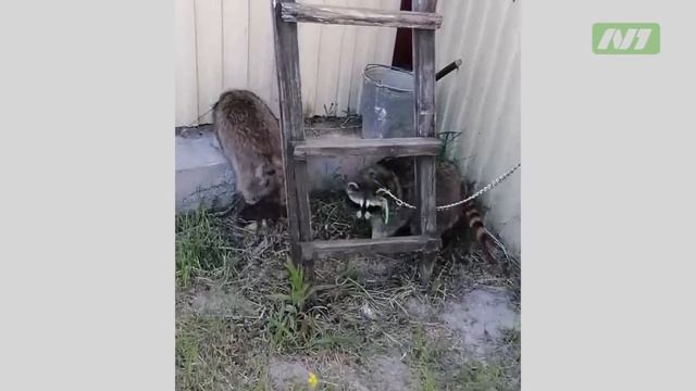 Зонтик и Тучка снова вместе смотреть онлайн