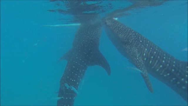 Oslob: Where Whale Sharks Come to Play смотреть онлайн