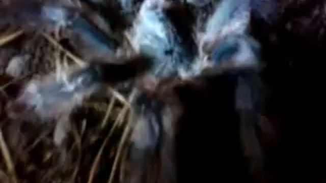 Avicularia Braunshauseni Walking