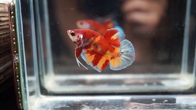 K791 A-Grade Fancy Neon Nemo Koi HMPK (Halfmoon Plakat) Male смотреть онлайн