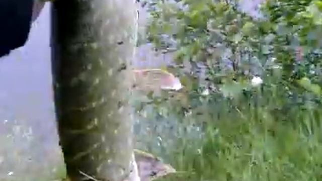 щука 50см..mp4 смотреть онлайн