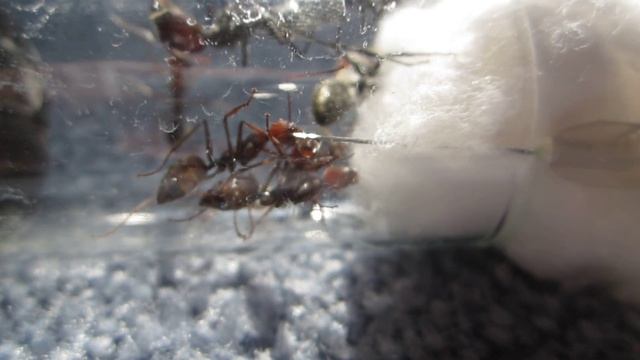 Feeding Camponotus singularis workers by hand смотреть онлайн