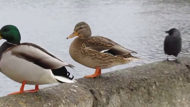 Птички в Минске смотреть онлайн