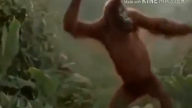 Прикол с орангутангом))