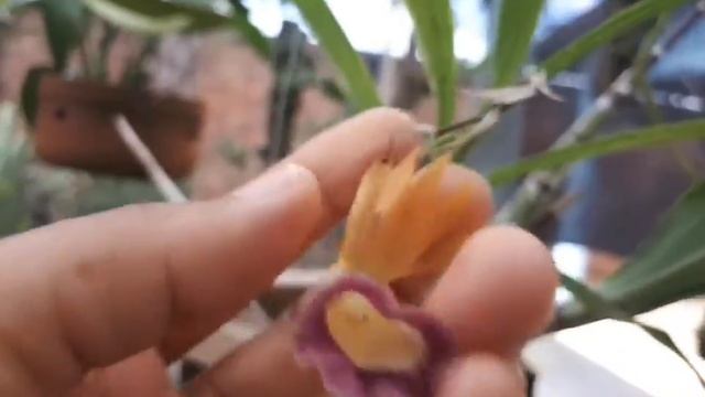 Tour pelo ORQUIDÁRIO e a floração da maravilhosa Portia Baronesa Coerulea🌸🌺😊 смотреть онлайн