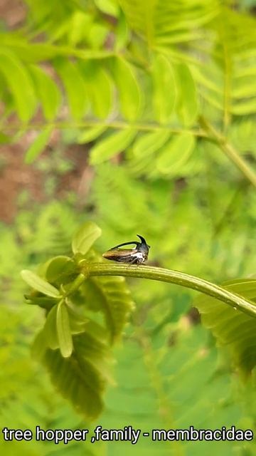 Amazing creatures of himalayas . treehopper family - membracidae смотреть онлайн