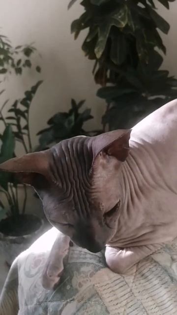 А какие мысли у вашей кошечки#сфинкс #кошечки #shortsyoutube #sphynx #shorts смотреть онлайн