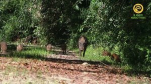Королевство большой панды. Анонс. Канал В Мире Животных