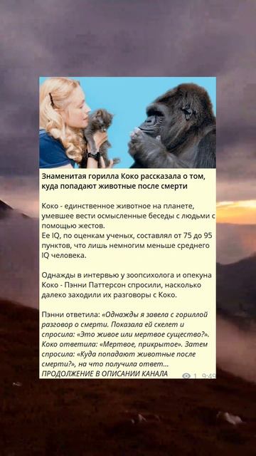 b_Знаменитая горилла Коко рассказала о том, куда попадают животные после смерти смотреть онлайн