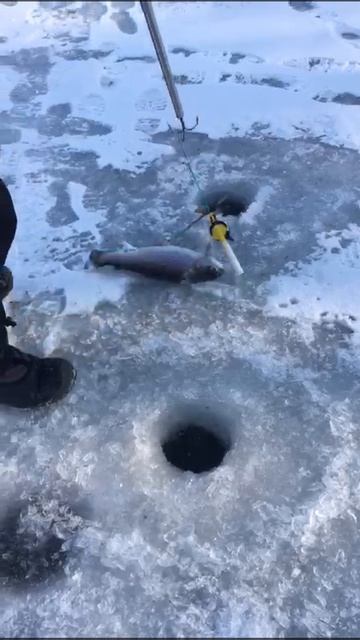 поимка смотреть онлайн