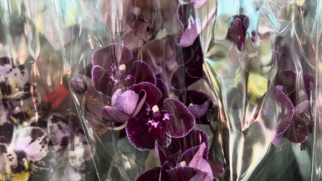 Обзор Орхидей ( Одесса садовый центр )