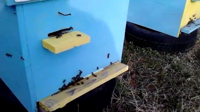 Пчели в средата на януари смотреть онлайн