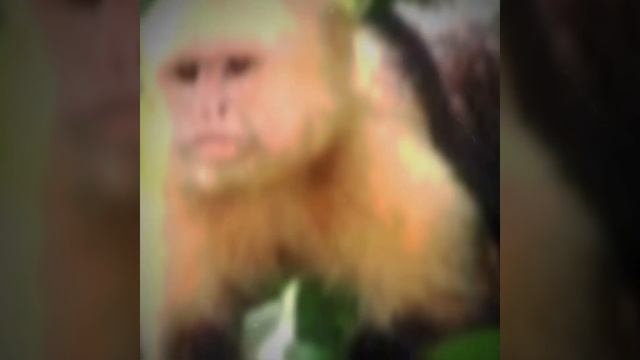 Capuchin monkey |edit| смотреть онлайн