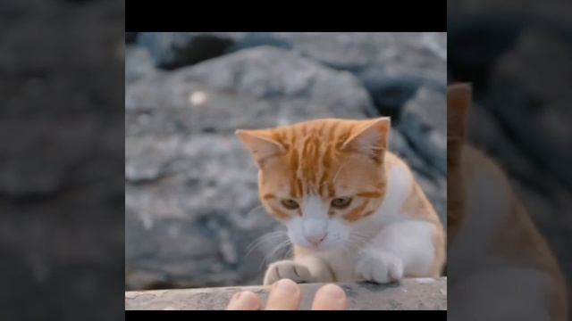😆funny cute cat,😹Cat try to Handshake😱,cute cats video #Shorts #funnycats #catcompilation #Catsfunn смотреть онлайн