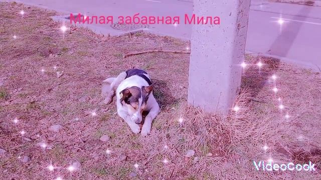 Милая Мила с удовольствием кушает вкусняшку. смотреть онлайн