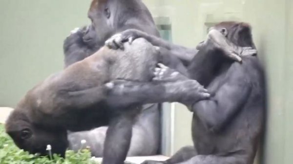Animal Mating Funny Golrila #gorilla #funnyvideo #matingdance #gorillamode #funny #common