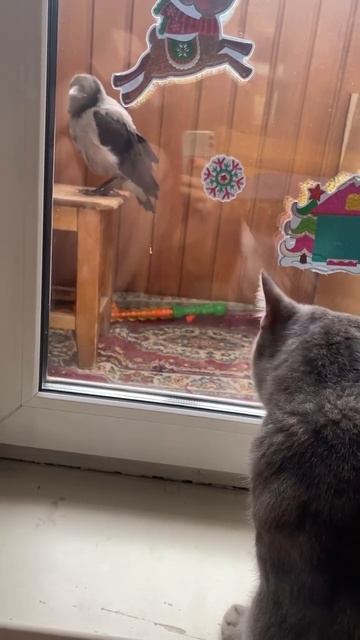 Когда то Кара жила на балконе смотреть онлайн