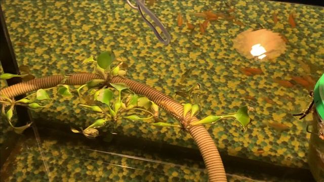 Пруд в гараже Много карпов КОИ.Добавили фитосвет для растений. смотреть онлайн