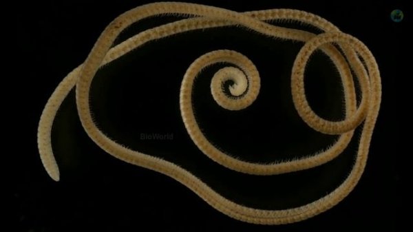 Eumillipes persephone | First millipede with more than 1000 legs | Tamil | Explained | BioWorld | B