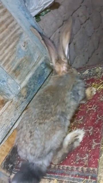 кролик фландр уха 23 смотреть онлайн