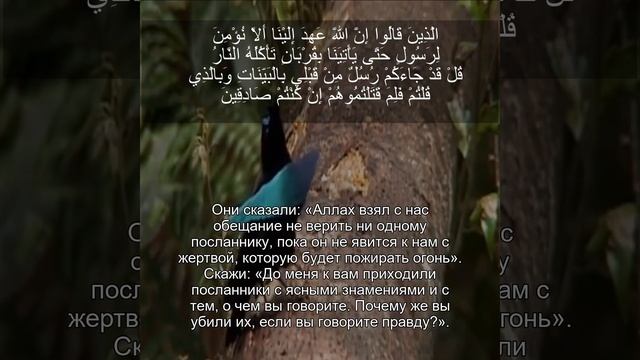 Коран Сура Аль Имран | P-4 | Чтение Корана с русским переводом | Quran Translation in Russian смотреть онлайн