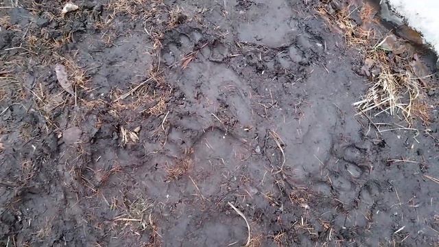 ПО СЛЕДАМ МЕДВЕДЯ / МАЙ 2023 / ФОТОЛОВУШКА / ЧАСТЬ 1 смотреть онлайн