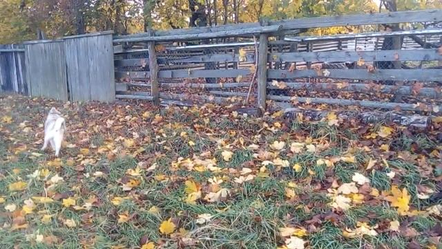 зсл Пуля 5мес знакомство с кабаном смотреть онлайн