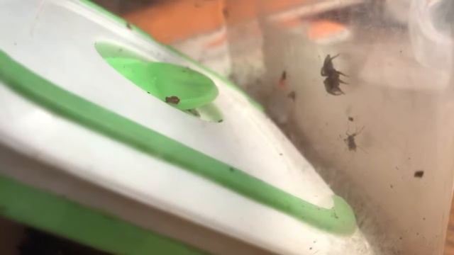 ハンターのプライドvs生きるエモノの意地！ ハエトリグモの戦い смотреть онлайн