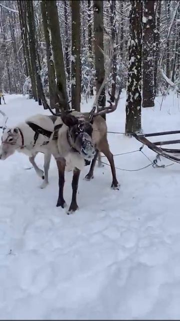 Северные олени на катание и фотосессииI8(965)380-13-11 Москва смотреть онлайн