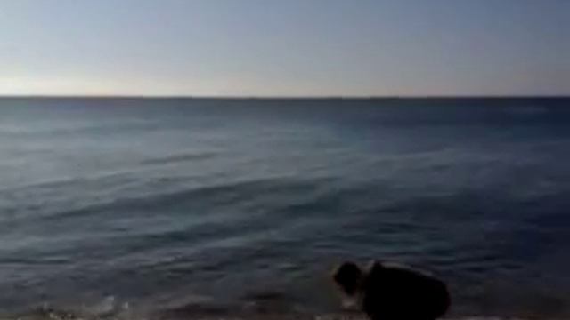 дельфины.3GP смотреть онлайн