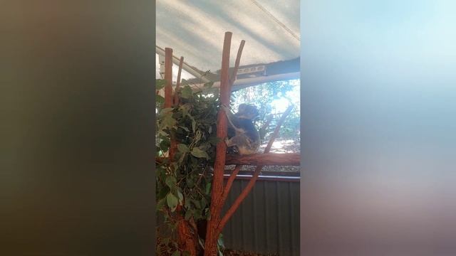 Koala @lonepinekoala ('23.5.20) смотреть онлайн