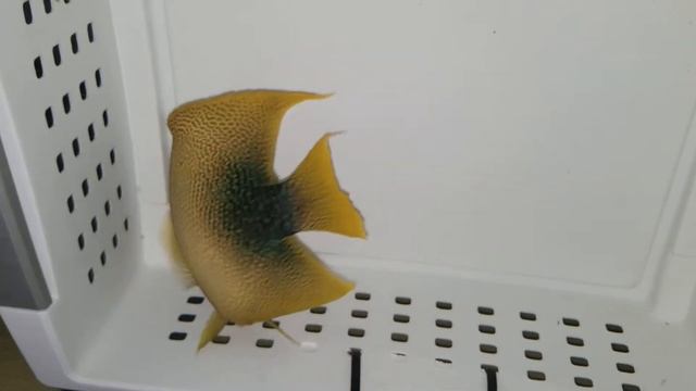 Africanus Angel $899 - Africa смотреть онлайн