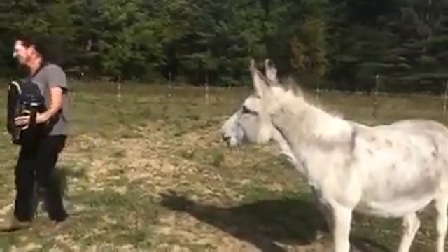 Ишак поёт смотреть онлайн