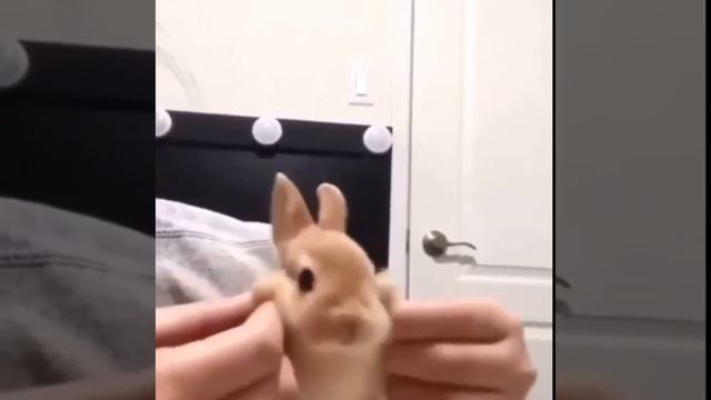 cute bunny #shorts смотреть онлайн