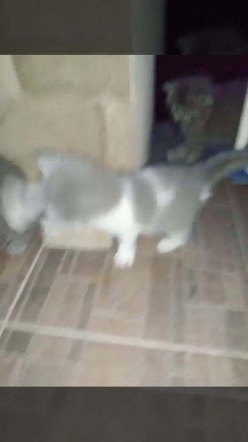 Котики ходят в темноте смотреть онлайн