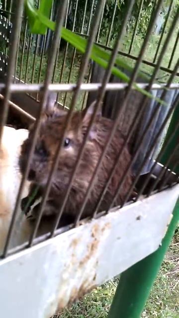 Дегу за трапезой смотреть онлайн