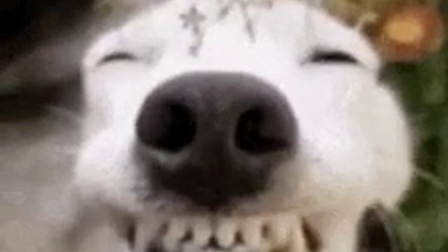 GIF DOG смотреть онлайн