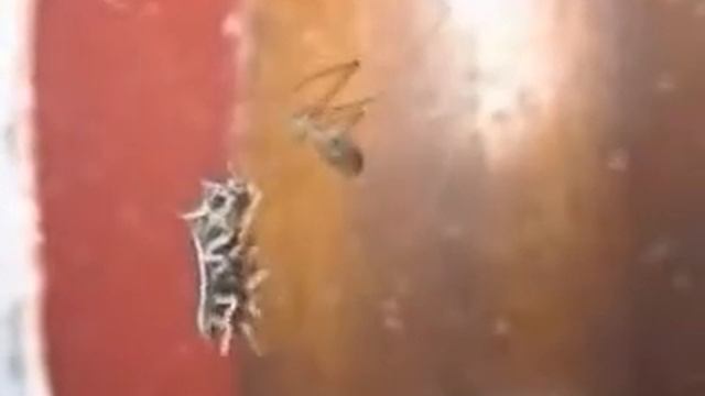 Spider vs Woodlouse смотреть онлайн