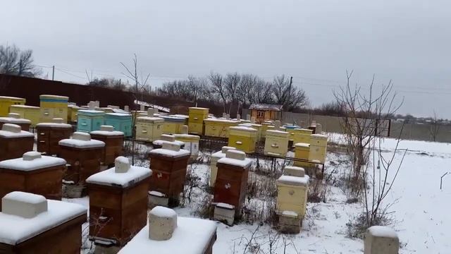 Советы пчеловодам от пасечника с 5 летним стажем. смотреть онлайн