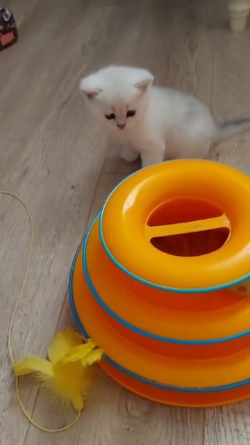 Британский котенок, серебристая шиншилла. смотреть онлайн