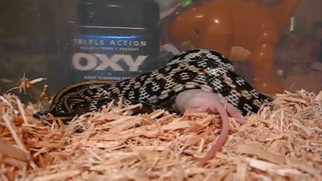 Ollie's meal time! смотреть онлайн