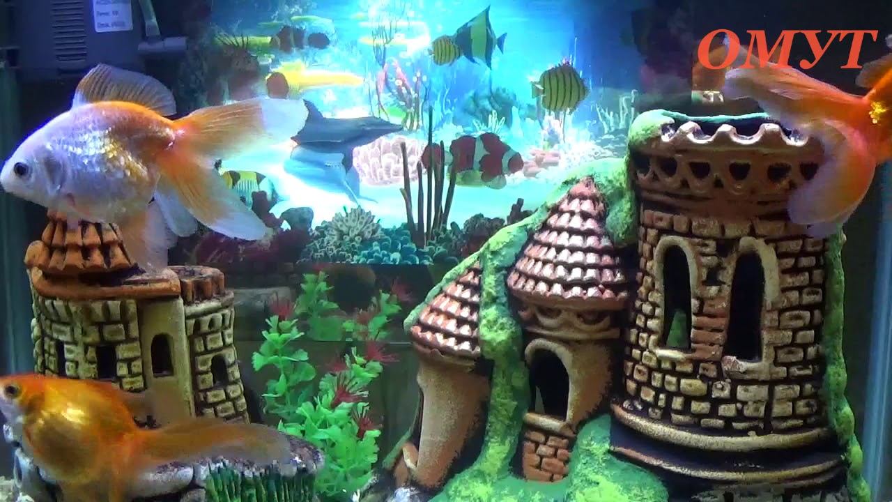 266.УБИРАЕМ САМОСГЛАЗ И ЛЁГКУЮ ПОРЧУ... смотреть онлайн