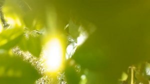 На розе появилась щитовка .