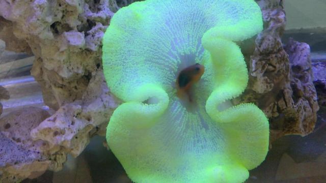 #Carpet#anemone#with#clown#fish#🐠🐡 смотреть онлайн