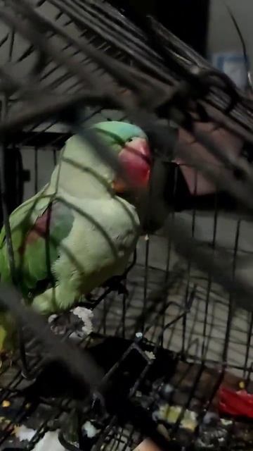 cute parrot/Cosmo dont want to time to other смотреть онлайн