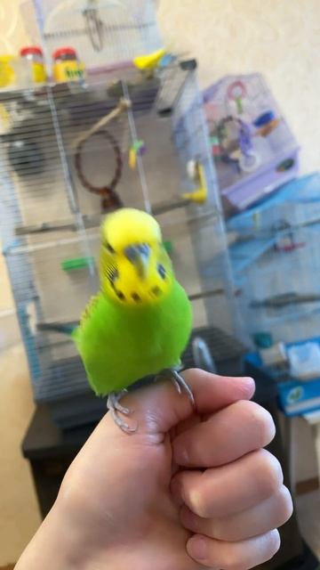 Танец попугая 😄🥰 #shortsvideo #shorts #birds #волнистик #lovebird #parrot #попугай смотреть онлайн